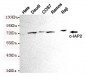 cIAP2 Antibody